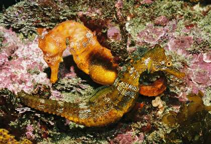 Hippocampe en plongée aux Galapagos