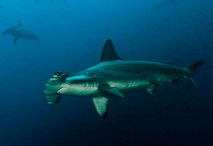 requin marteau aux Galalpagos