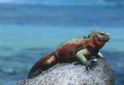 Iguane des Galapagos