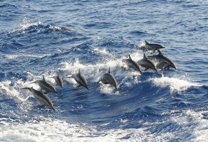Les dauphins de la Mer Rouge