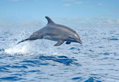 Nage des dauphins au Costa Rica