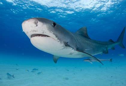 Requin tigre en plongée aux Bahamas