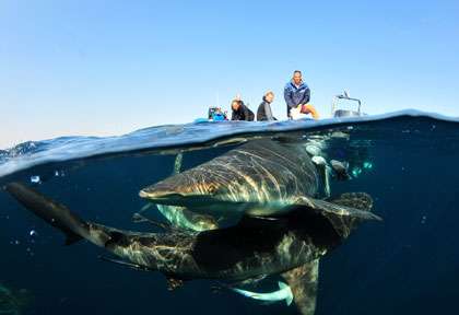 Requin taureau en plongée à Aliwal Shoal en Afrique du Sud