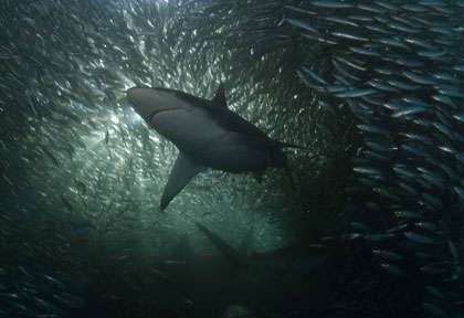 Sardine en Afrique du Sud