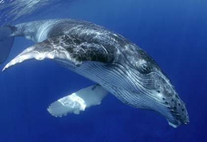 Baleine à bosse en Polynésie