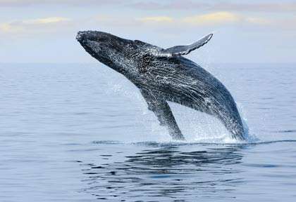 Baleine à bosse dans le Pacifique