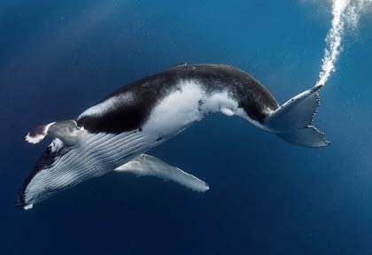 Baleine à bosse à Moorea en Polynésie