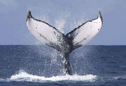 Baleine à bosse en République dominicaine