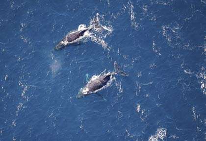 Vue aérienne d’une baleine à bosse