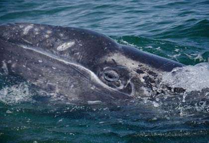 Baleine à bosse en Mer de Cortez