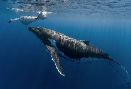 Baleine à bosse avec son baleineau