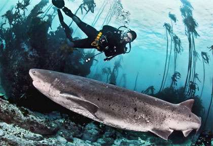 requin plat-nez du Cap