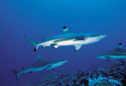Requins en Polynésie