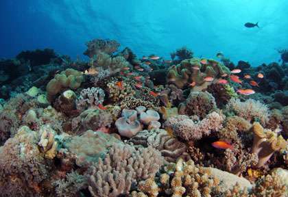 Récif de corail en Malaisie