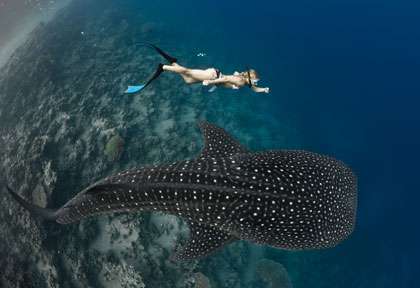 Apnée avec le requin-baleine aux Maldives