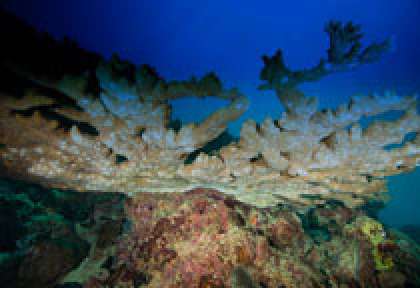 plongée coralienne à Rodrigues