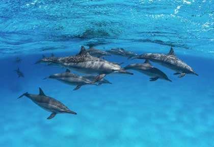 Les dauphins de Sataya avec Diving Attitude