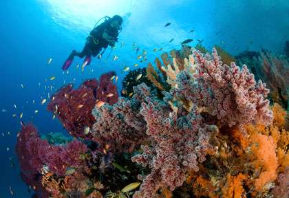 Jardin de corail en Papouasie Raja ampat