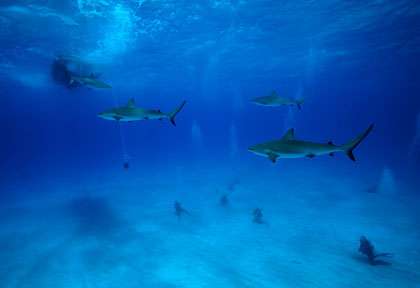 Les requins des Bahamas