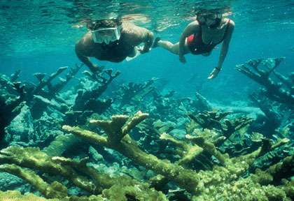Snorkeling aux Bahamas