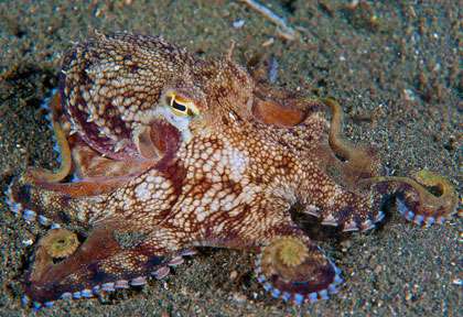 Octopus en plongée à Flores