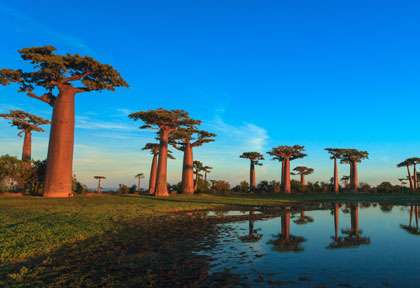 Allée des Baobabs à Morondaava