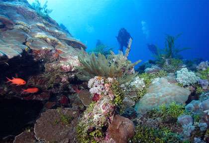 Le récif de Mayotte en plongée