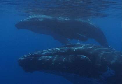 Baleine à bosse à Mayotte