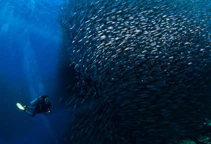 Les sardines de Moalboal