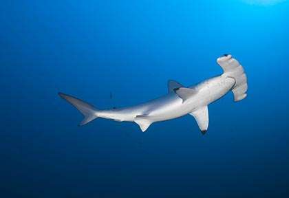 Plongée requin-marteau aux Farasan Banks