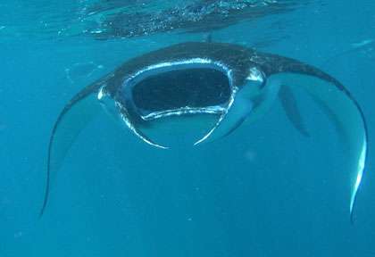 Raie manta à Borneo