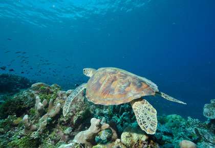 Tortue à Maratua