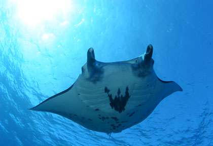 Raie manta à Raiatea