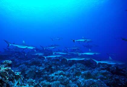Requins en Polynésie