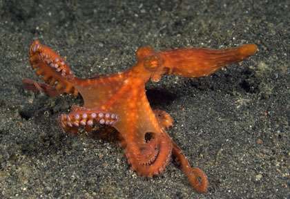 Plongée à Lembeh