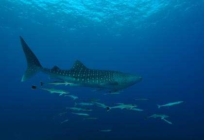 Plongée requin-baleine à Cagayan