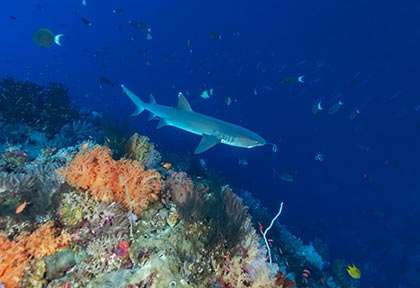 Plongée requin à Cagayan
