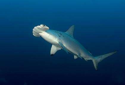 Requin-marteau à Cagayancillo