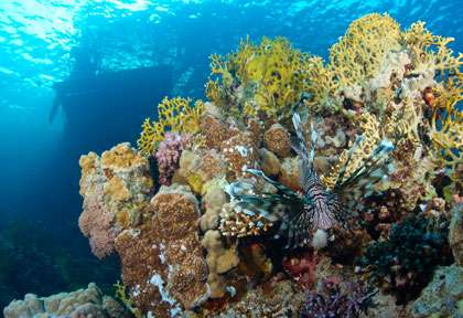 Plongée à Marsa Alam