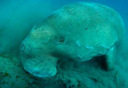 plongée dugong Marsa Alam