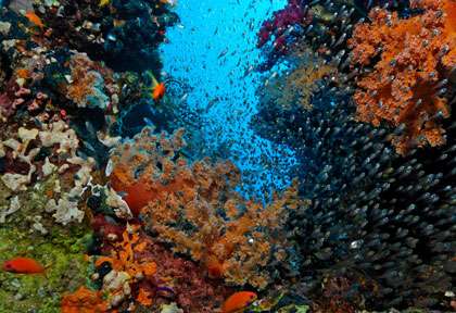 Plongée à Marsa alam