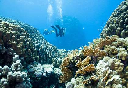 Plongée à Marsa Alam