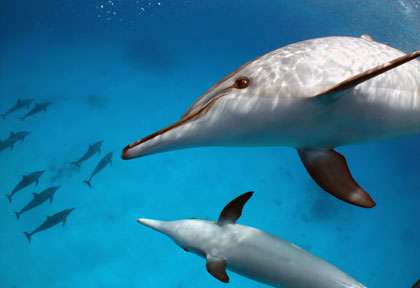 Dolphin House à Marsa Alam