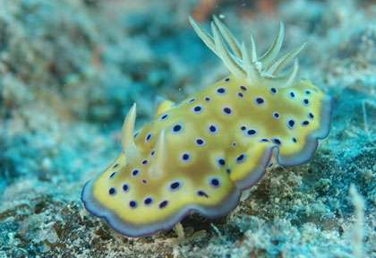 Nudibranche aux Iles Fidji