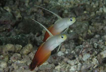 Plongée à Kadavu