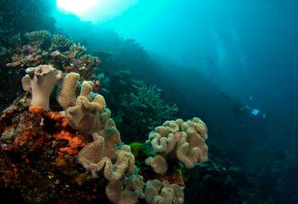 Plongée à Taveuni