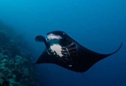 Raie Manta aux Iles Fidji