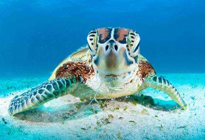 Tortue en plongée à l’île des Pins