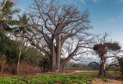 Baobab aux Comores