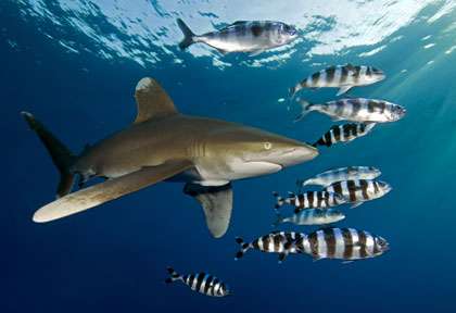 Requin océanique aux Brothers